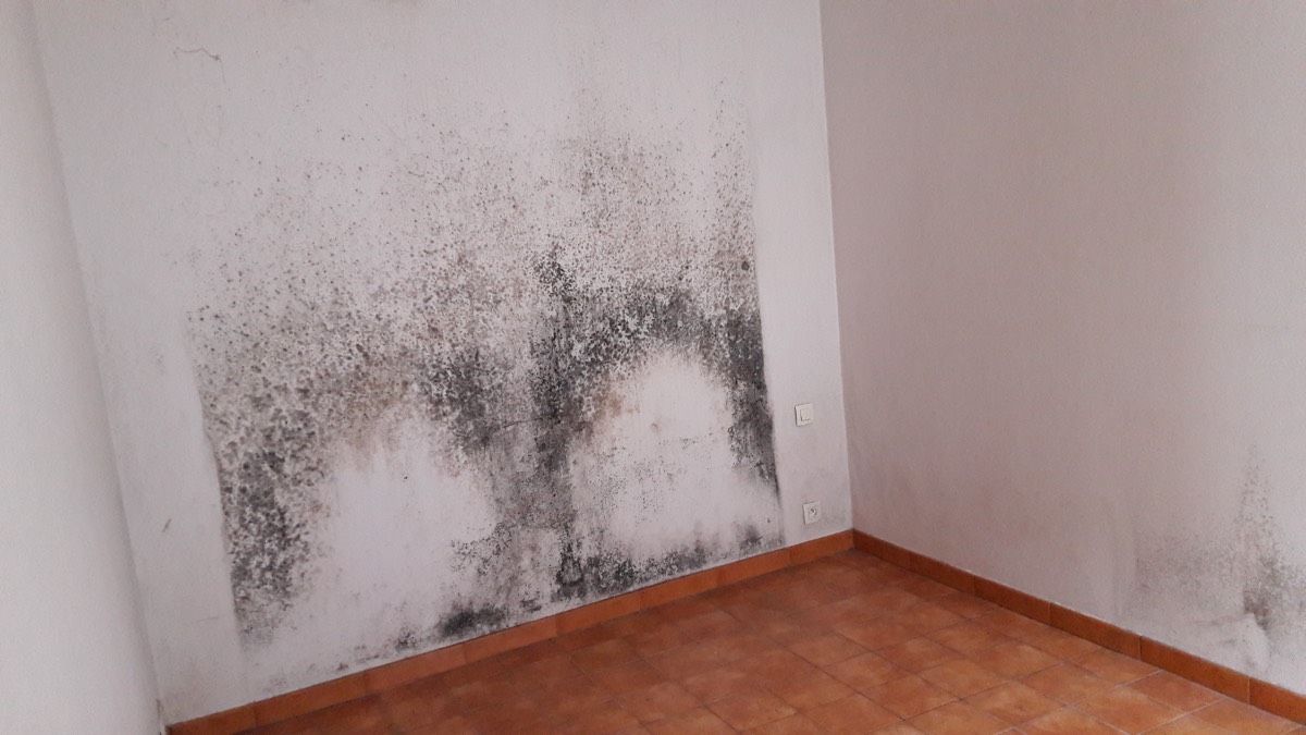 Moisissures - Expertise humidité à Pamiers
